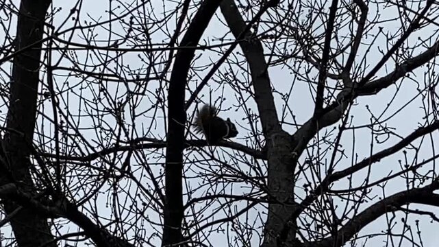 Black squirrel (Sciurus carolinensis) perched on bare tree branches in a winter forest canopy against an overcast sky.