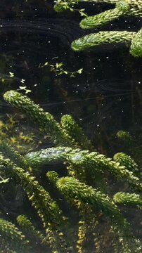 Top down view of underwater Elodea aquatic plants growing beneath a thin oily surface film.