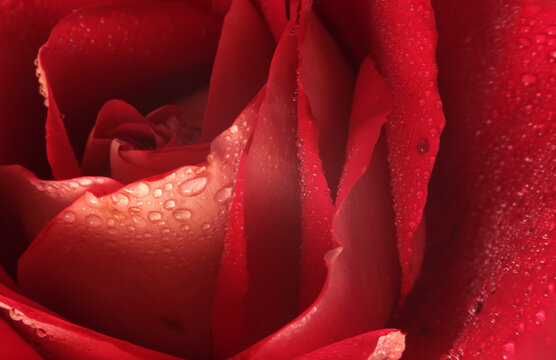 Smoke close-up selective soft focus beautiful red Rose Flower bud Petals with water Drops. Natural light and shadow background.