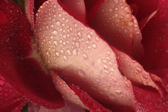 Close-up selective soft focus cream beige, red  Rose Flower bud Petals with water Drops. Natural blur background.
