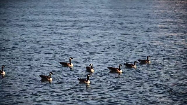 Canada Goose Parent with Goslings floating and forging in the water