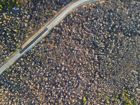 Asphalt road in dry forest above top view
