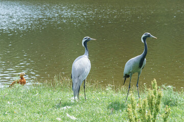 Obraz premium Pair of beautiful demoiselle cranes standing on green grass near river bank with small orange duckling visible in the background. Commercial wildlife stock asset for eco-tourism and nature protection.