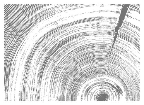 White and gray boho wood texture. Detailed black and white texture of a felled tree trunk or stump. Rough organic tree rings with close up of end grain.