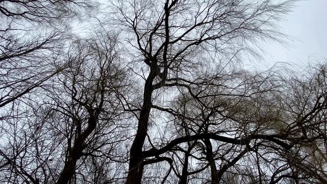 Low-angle view of bare willow tree (Salix) canopies and sprawling branch silhouettes reaching toward an overcast winter sky.