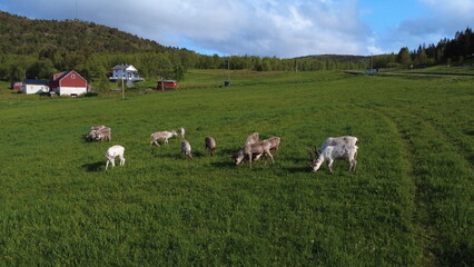Fototapeta premium Drone aerial view of a herd of reindeer grazing on a lush green grass field. Scenic Scandinavian countryside landscape with traditional houses and forest on a sunny summer day.