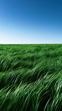 Vast green meadow with tall grass gently swaying under a clear bright blue sky on a sunny day in a peaceful natural landscape