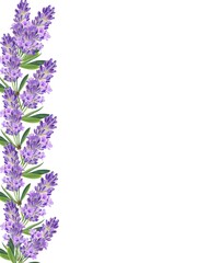 Obraz premium Watercolor lavender Flowers Border, botanical Border with purple Flowers and green leaves , copy Space, Hand painted Illustration .