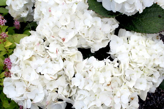 A large bush of white hydrangea grows in the garden.