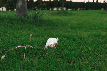 Obraz premium White dog nibbling in lush green grass at a park, calm outdoor scene with trees in background and soft lighting for peaceful mood