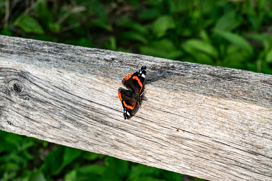Red Admiral butterfly close-up on a log, selective focus. Rustic summer background with butterfly