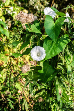 field bindweed flower (Convolvulus arvensis) in a summer garden, selective focus. Summer flowers and plants illuminated by the sun