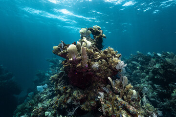 Healthy Caribbean coral reef covered with diverse soft corals and marine life in clear tropical waters off Xcalak, Quintana Roo, Mexico. © Kristof