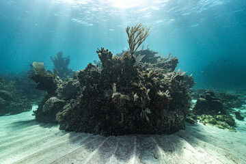 Healthy Caribbean coral reef covered with diverse soft corals and marine life in clear tropical waters off Xcalak, Quintana Roo, Mexico. © Kristof
