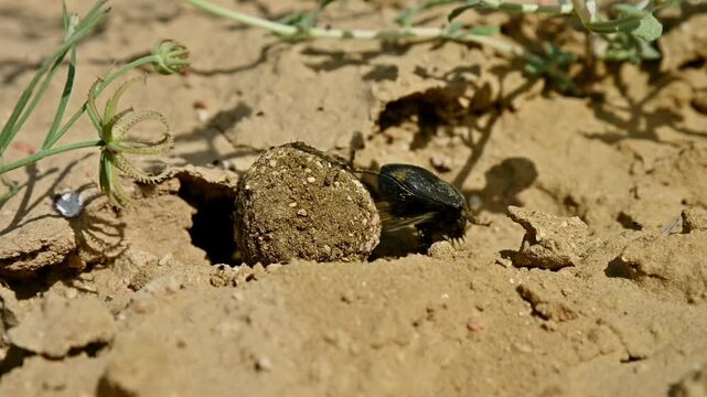 Beetle rolls dung ball across dry ground, surrounded by vegetation and soil