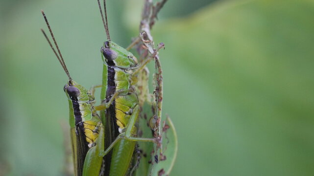 Two Green Grasshoppers Mating on a Damaged Leaf with a Blurred Natural Garden Background