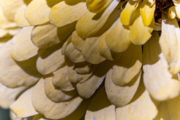 Obraz premium A close-up macro shot of pale yellow zinnia petals, revealing their delicate texture and layered structure.