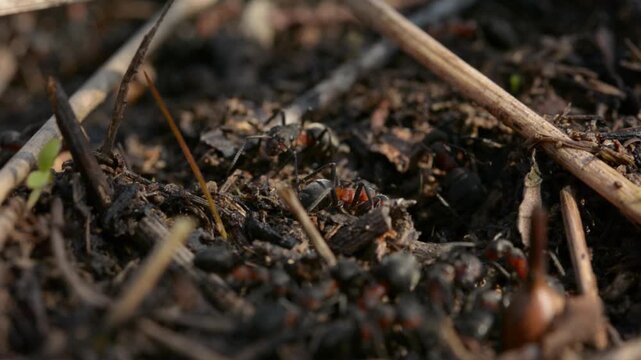 Red Wood Ants Swarming Nest