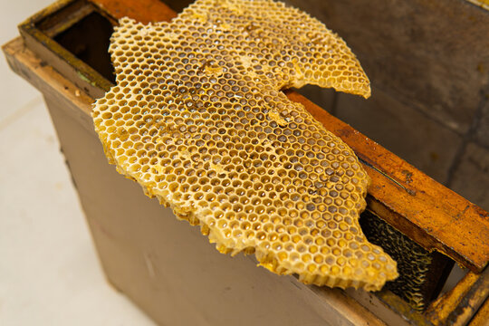 Natural honeycomb full of golden honey dripping from a frame