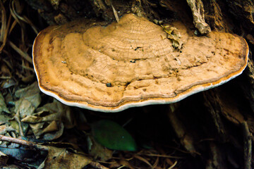 Large bracket fungus growing from a tree trunk © matias