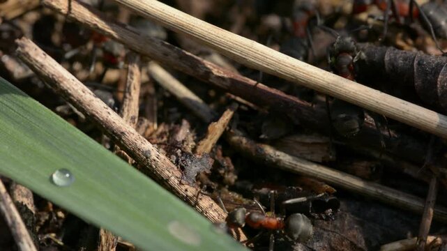 Forest Floor Ant Nest Macro