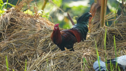 Majestic Red and Black Rooster Standing Proudly on a Large Haystack in a Rural Farm Setting © Silmiart