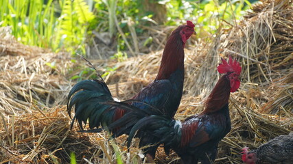 Two Majestic Roosters with Colorful Feathers Standing on a Haystack in a Sunny Rural Farm Setting © Silmiart