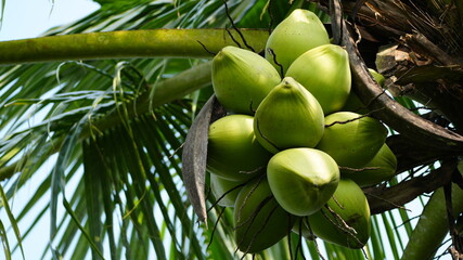 Fototapeta premium Close-up of fresh green coconuts hanging on a coconut palm tree in the tropical garden.