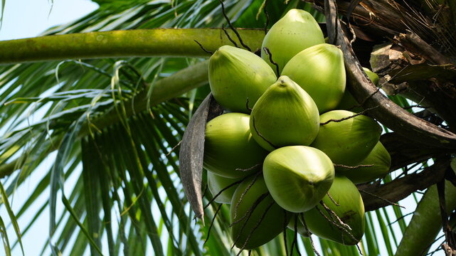 Close-up of fresh green coconuts hanging on a coconut palm tree in the tropical garden.