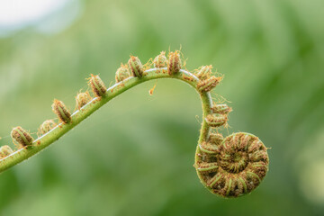 Unfurling fiddlehead tree fern frond © Mauricio Acosta