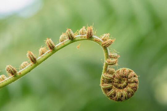 Unfurling fiddlehead tree fern frond