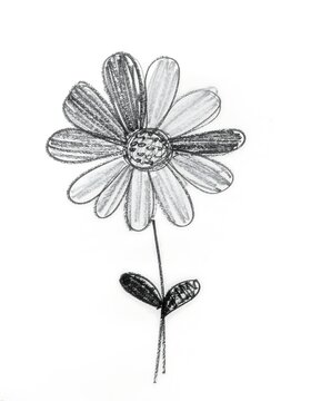Delicate purple aster flower with green stem and leaves.