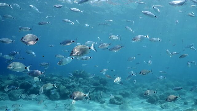 underwater fish scenery from mediterranean  sea breams ocean scenery underwater landscape seabreams  Diplodus sargus