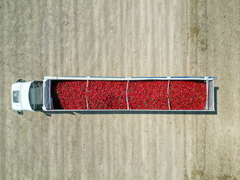 Truck transporting red pepper harvest in lebrija, spain