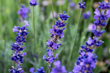Fototapeta premium A fluffy bumblebee resting on a vibrant purple lavender flower spike surrounded by lush green foliage.