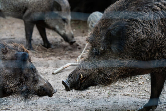 Detailed profile view of two wild boars standing face-to-face near a wire fence, showing visible tusks and coarse bristle texture.