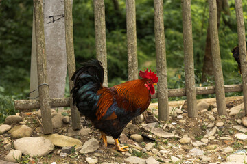 Rooster with Red Comb Standing by Wooden Picket Fence © Sabineyro