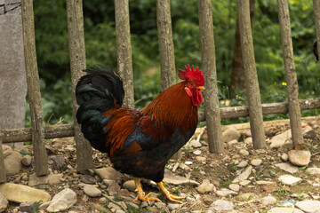 Rooster with Red Comb Standing Near Rustic Wooden Fence © Sabineyro