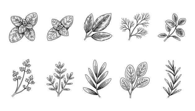 Kitchen herbs flat vector illustration collection. Diverse vintage engraved culinary seasonings showcase labeled basil, mint, bay leaves, dill, cumin, thyme, tarragon, savory, and rosemary elements