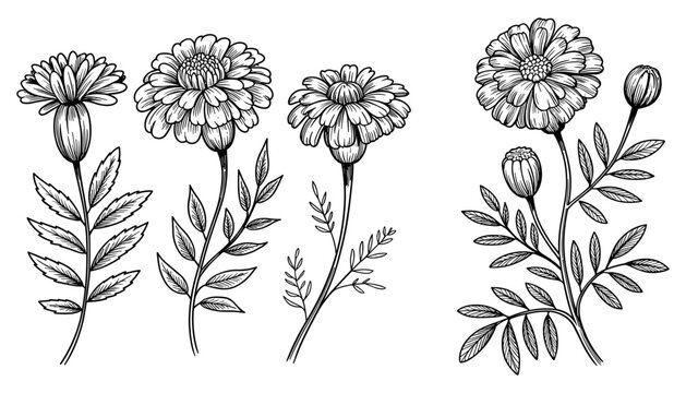 Marigold flowers flat vector illustration set. Four vintage engraved botanical stems showcase detailed multi-layered blooms, rounded buds, and serrated wild leaves.