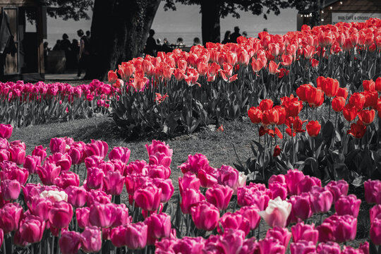 Champ de tulipes rouges et roses photographi&eacute; avec un effet de couleur s&eacute;lective mettant en valeur les fleurs sur un arri&egrave;re-plan monochrome.