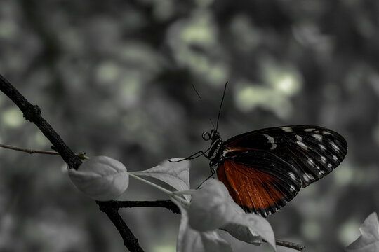 Papillon aux ailes orange et noires pos&eacute; sur une plante, avec un arri&egrave;re-plan monochrome flou mettant en valeur ses couleurs et sa silhouette.