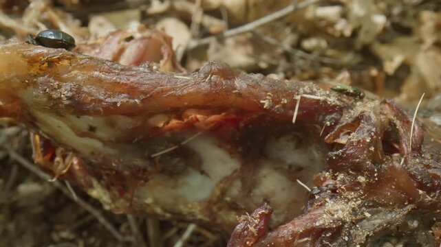Decomposition of a dead animal in nature. Beetles on the body of a dead animal. natural decay process of decaying meat in outdoor environmen