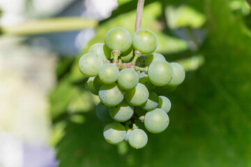 A close-up shot of a bunch of unripe green grapes hanging from a vine, with lush green foliage in the background. © mirukser