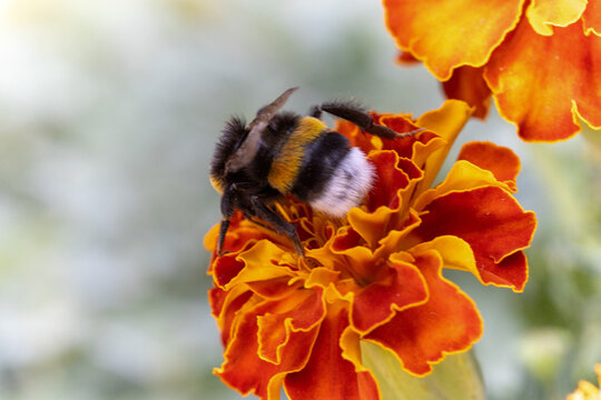 A bumblebee collects nectar from an orange marigold flower.