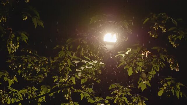 Night rain falling illuminated by a bright street lantern shining through tree leaves in a dark park
