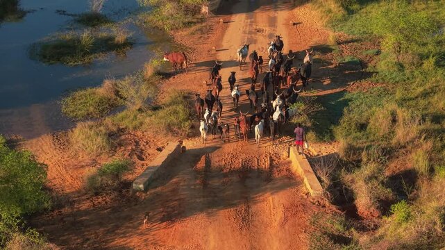 Morondava, Menabe, Madagascar - 04 August 2026: Aerial view of a person herding a group of zebu cattle along a rural red dirt road during the golden hour.