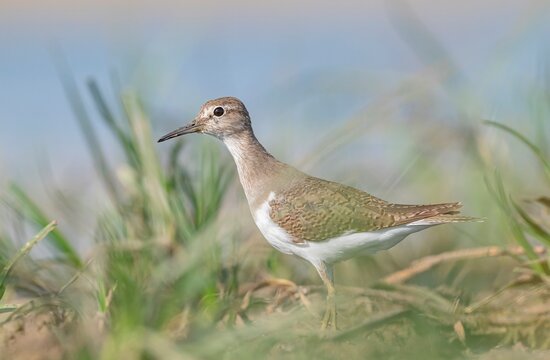 Common sandpiper (Actitis hypoleucos) foraging on the shore of Kabakli Pond, Tigris Basin, Turkey. Small wader bird in its natural wetland habitat.