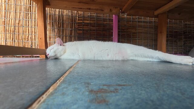 a white rabbit resting peacefully on a wooden structure with bamboo walls in a serene top-down perspective, surrounded by brown tones and clean background space. This scene is pet.