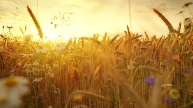 The camera moves slowly among ripe wheat ears at sunset.